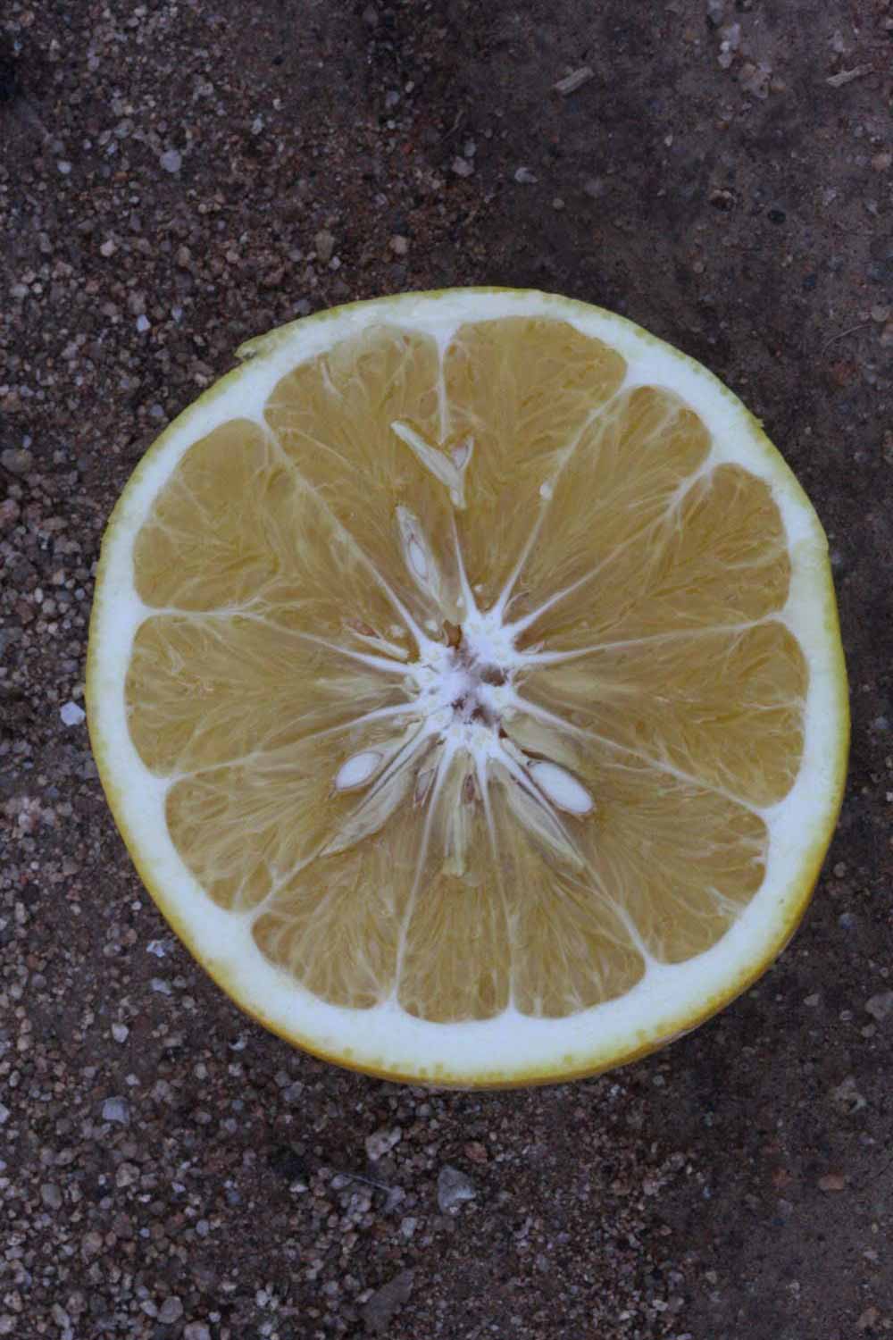              Fruit cross-section (Riverside, CA)       